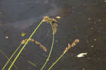 Cypressknee sedge